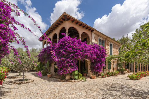 Splendid bougainvillea covers a part of the façade