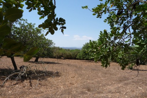 plot in Manacor-South