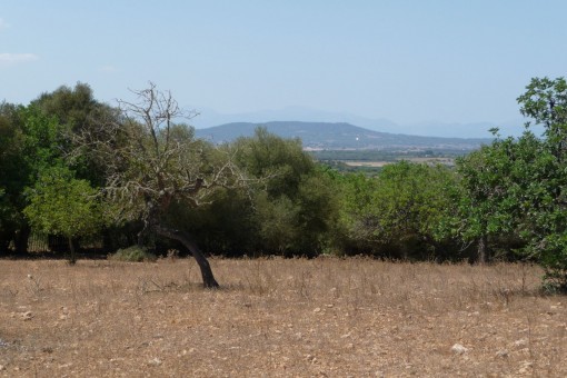 Plot