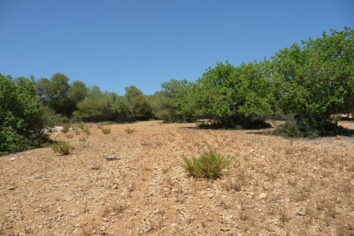 plot in Manacor-South