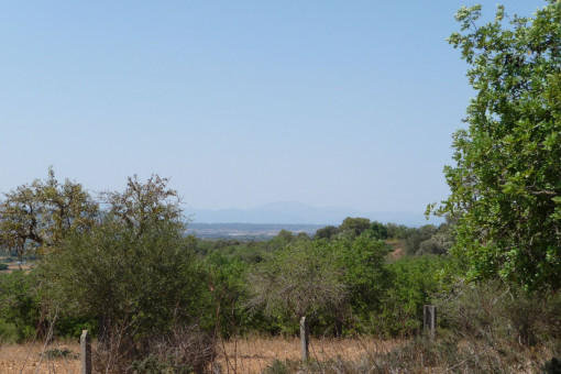 plot in Manacor-South