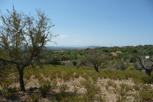 plot in Manacor-South