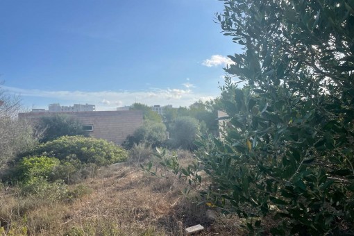 View of the plot