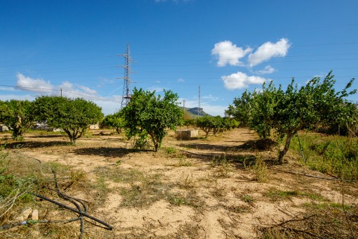 Fruit trees