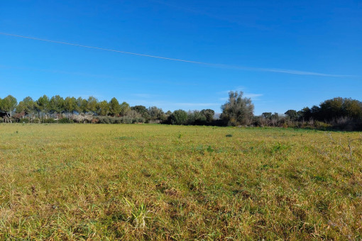 View of the plot