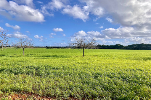 plot in Ses Salines