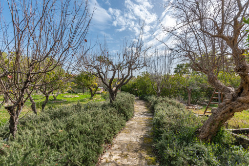 Path through the garden with fruit trees