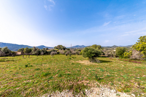 View of the plot