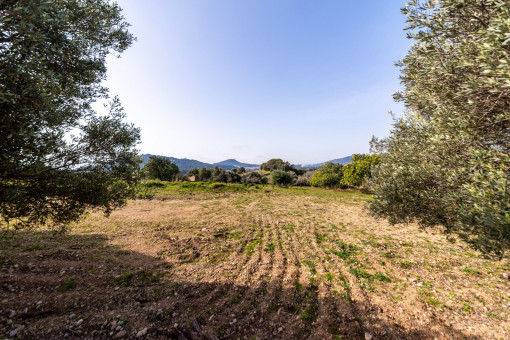 Plot
