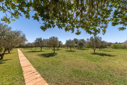 Large garden