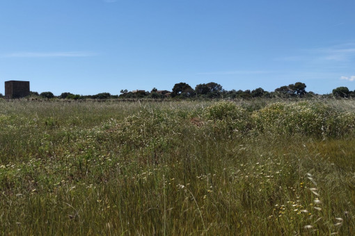 plot in Ses Salines
