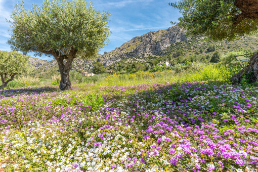 Garden with flowers