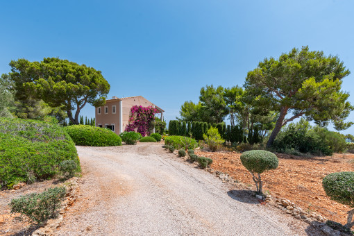 Driveway to the finca