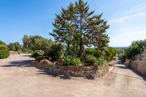 Driveway to the finca