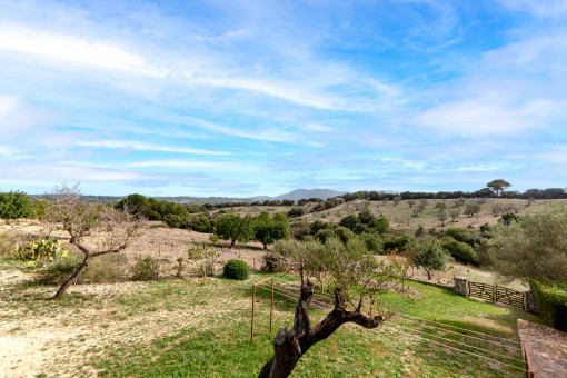 View over the plot