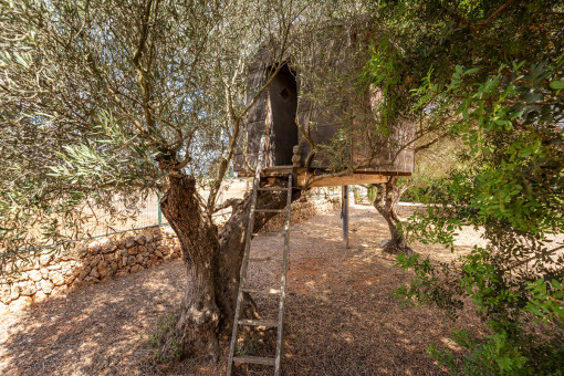 Garden with many olive trees