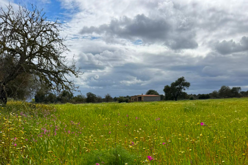 Finca Project Campos