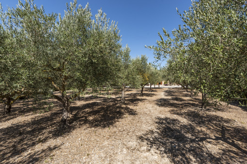 Olive plantage