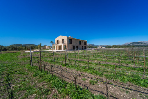 The vineyards around the property