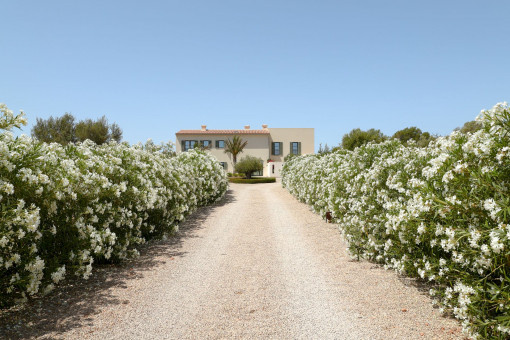 Impressive driveway lined with flowering trees