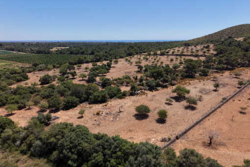plot in Manacor-South