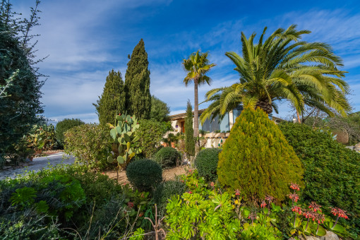 Mediterranean garden with palm trees