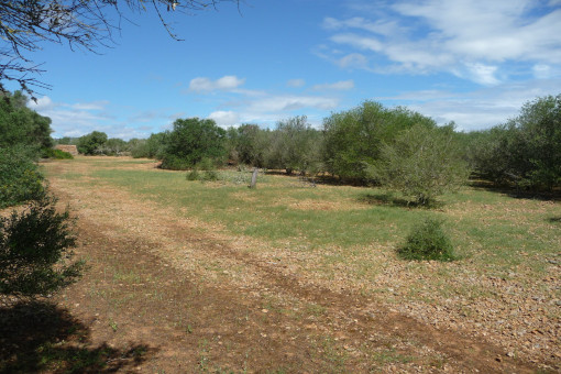 plot in Porreres