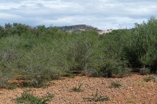 Stock of plants