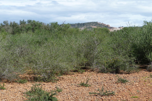 Plants