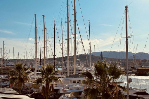 Palma marina