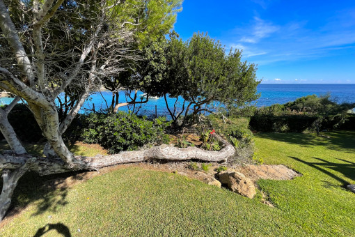 View through trees