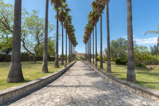 Great driveway with palm trees