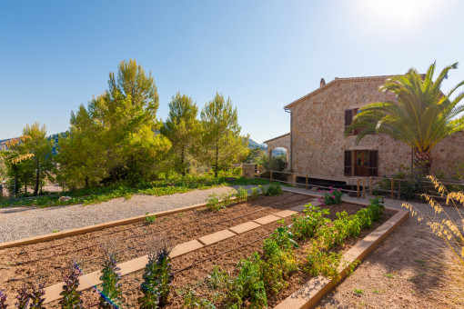 Vegetable garden