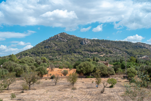 Panoramic view