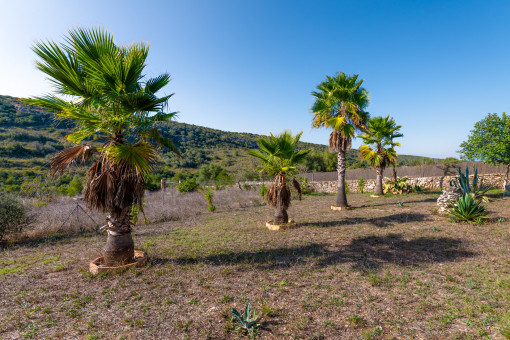 Finca in a nature reserve - 2.9 hectares of landrve with palm grove