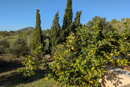 Old tree population – fruit trees