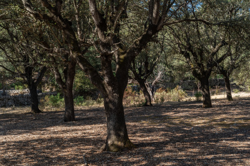 Mature trees on the spacious property
