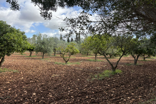 Garden with olive trees and fruit trees