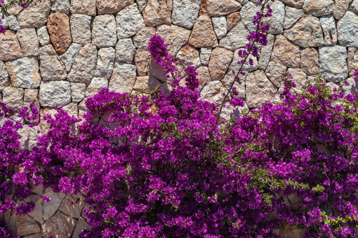 Natural stone elements and bougainvillea