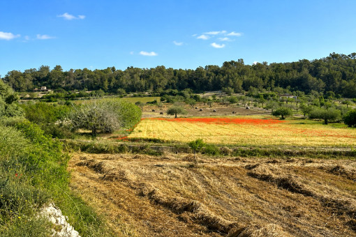 Spacious 15,900 sqm plot with mature trees