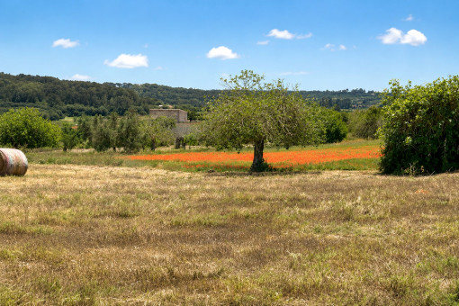 Mediterranean landscape with open views over the greenery
