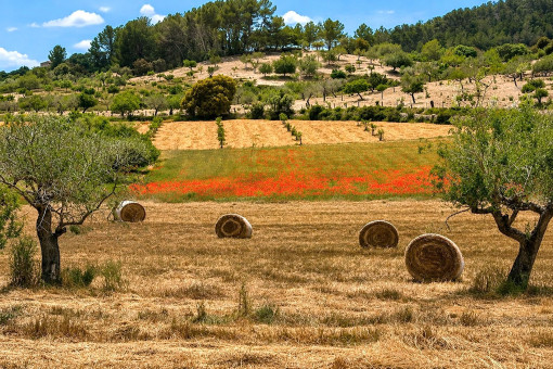 Natural surroundings with fields, trees and rural character