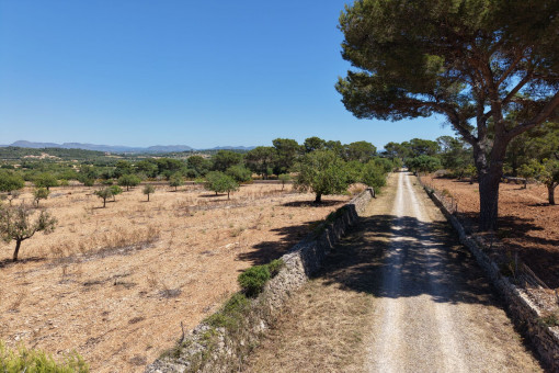 Road to the plot