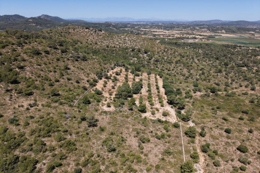 Bird view