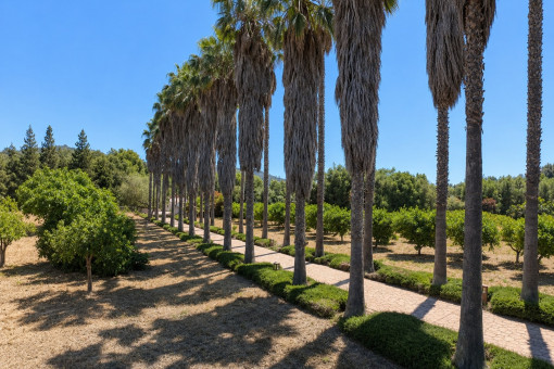 Tree lined path with garden landscape