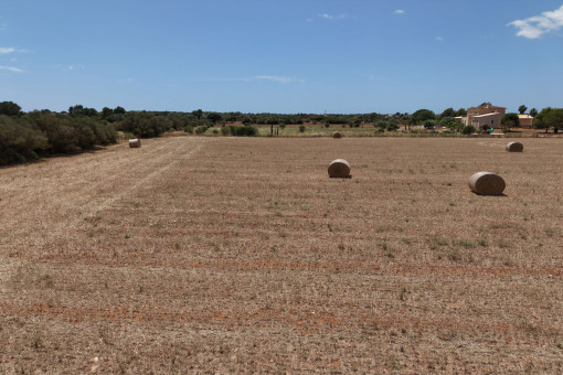 Building plot near campos