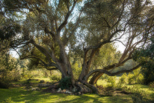 Mediterranean Tree Landscape