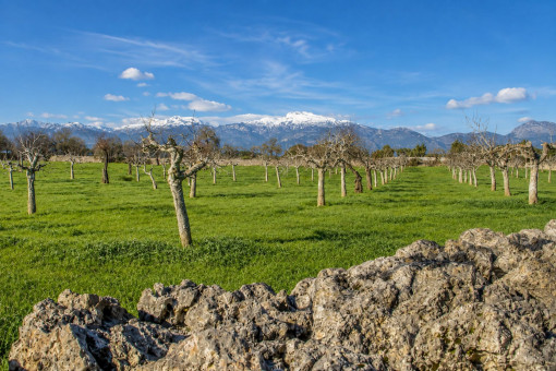Orchard with Tramuntana Views