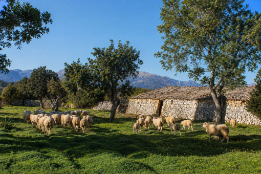 Traditional Farming at Son Marrón