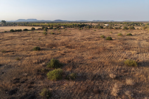 View over the plot